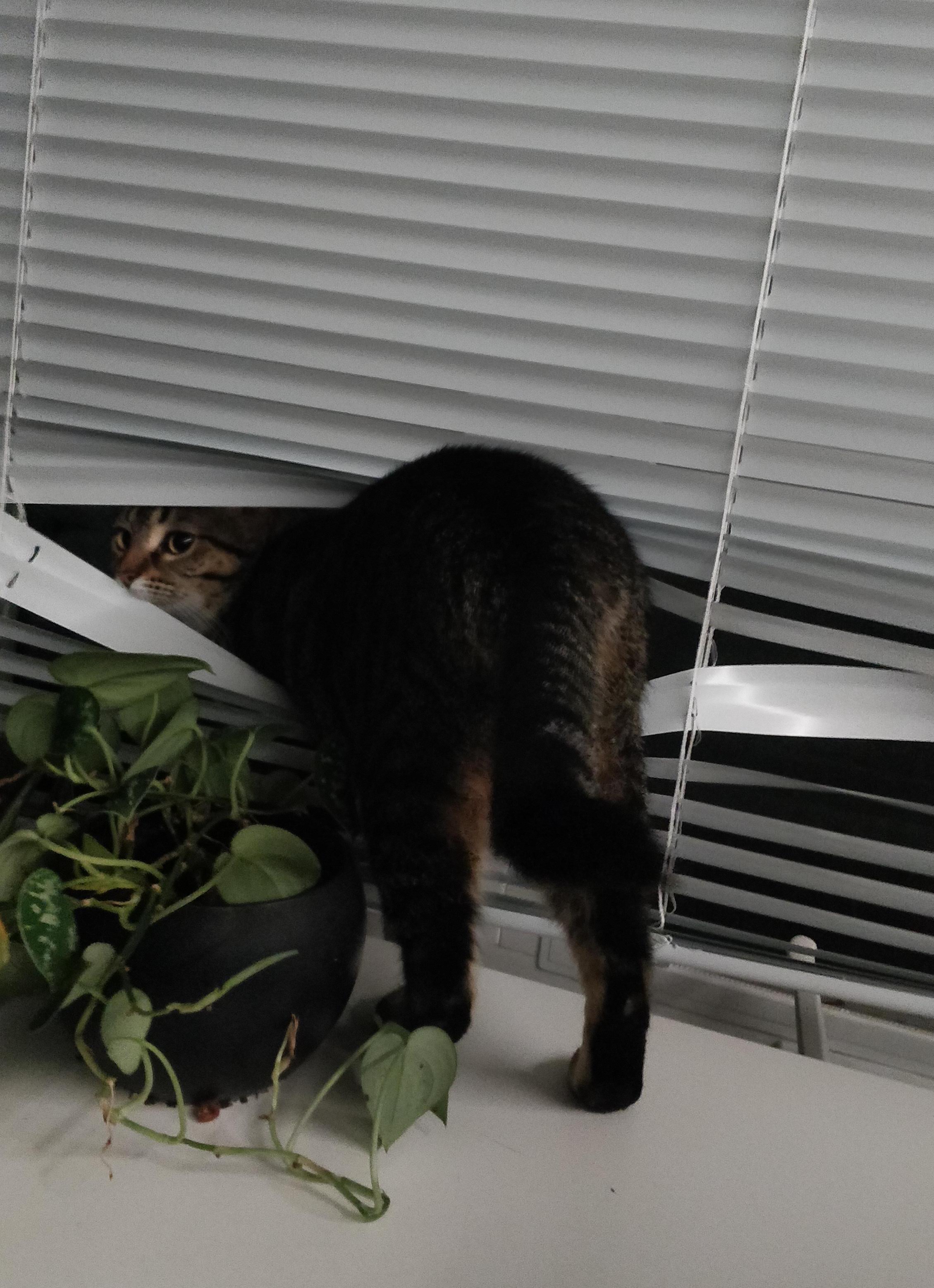 A photo of a cat stuck in the window blinds, turning to look over her shoulder with a pothos plant in the foreground.